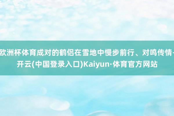 欧洲杯体育成对的鹤侣在雪地中慢步前行、对鸣传情-开云(中国登录入口)Kaiyun·体育官方网站